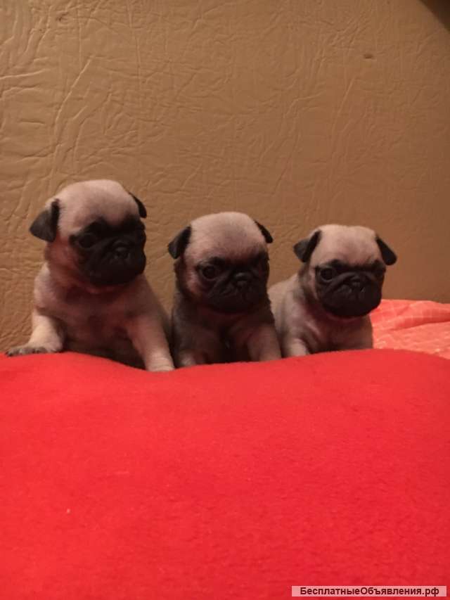 Фото 2 Мальчика 1 Девочка