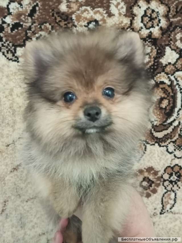 Немецкий Шпиц 6 Месяцев Фото